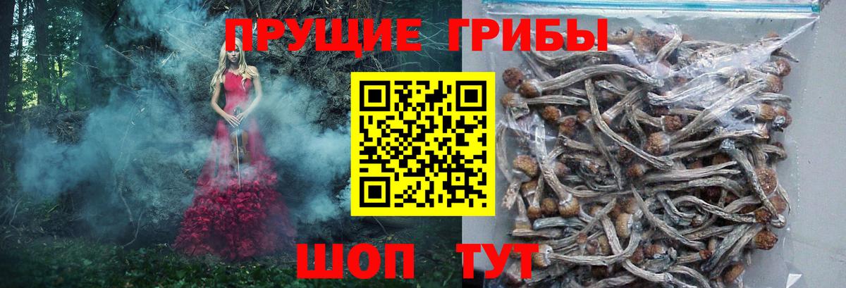Псилоцибиновые грибы GOLDEN TEACHER  Псилоцибиновые грибы мицелий  где купить наркоту  Вход с VPN  Шали 